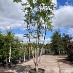 2x Amurkurkboom, Phellodendron Amurense, meerstammig, ca. 4 m hoog