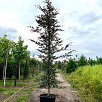 2x Rode beuk, Fagus ‘Atropunicea’, geveerd, roodbladig, ca. 5 m hoog