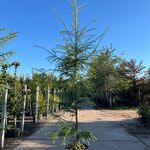 5x Hybride lork, Larix Marschlinsii, geveerd, blauwgroen, ca. 3 m hoog