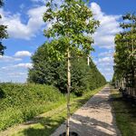 Amberboom, Liquidambar Styraciflua, leiboom, herfstverkleuring, ca. 18