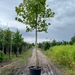 Plataan, Platanus Hispanica, hoogstam, ca. 5 m hoog