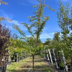 Japanse sierkers, Prunus ‘Autumnalis Rosea’, meerstammig, zachtroze bl