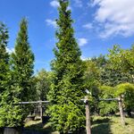 Conifeer, Thuja ‘Gelderland’, haagplant, wintergroen, ca. 400-450 cm h