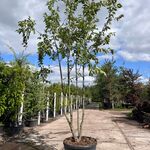 2x Europese hopbeuk, Ostrya Carpinifolia, meerstammig, ca. 3.5-4 m hoo