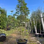 2x Glansmispel, Photinia ‘Crunchy’, meerstammig, wintergroen, ca. 250-