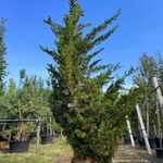 Chinese jeneverbes, Juniperus Chin. ‘Kaizuka’, solitair, ca. 350 cm ho