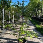 3x Japanse haagbeuk, Carpinus Japonica, sierheester, ca 200 cm hoog