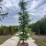 4x Hybride lork, Larix Marschlinsii, zuilvorm, ca. 2.5-3 m hoog