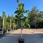 2x Grootbloemige kornoelje, Cornus ‘Eddie’s White Wonder’, bloesemboom