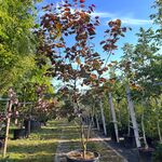 Judasboom, Cercis ‘Forest Pansy’, meerstammig, roze bloei, ca. 200-250