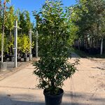 Ca. 20x Portugese laurier, Prunus Lusitanica, haagplant, wintergroen,