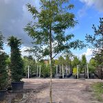 Valse Christusdoorn, Gleditsia ‘Sunburst’, hoogstam, geelgroen blad, c