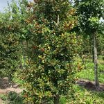 Ca. 50x Hulst, Ilex ‘Limsi’, haagplant/solitair, wintergroen, ca. 200-