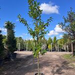 3x Laurierkers, Prunus ‘Novita’, leigeschikt, wintergroen, ca. 3 m hoo