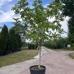 5x Vruchtboom, Pyrus ‘Comice’, E.a., halfstam, vruchtdragend, ca. 2.5-