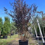 Blaasspirea, Physocarpus ‘Diabolo’, sierheester, roodbladig, ca. 250-3