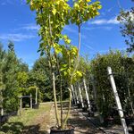 Trompetboom, Catalpa Bignoniodes, meerstammig, ca. 250-300 cm hoog