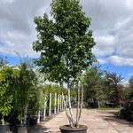 Amberboom, Liquidambar Styraciflua, meerstammig, herfstverkleuring, ca