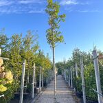 Amberboom, Liquidambar ‘Worplesdon’, hoogstam, herfstverkleuring, ca.