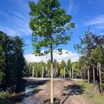 Ca. 10x Amberboom, Liquidambar Styraciflua, laanboom, Herfstverkleurin