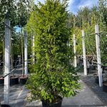 6x Venijnboom, Taxus Baccata, haagplant, wintergroen, ca. 175-225 cm h