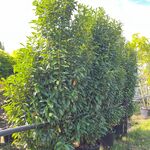 2x Laurierkers, Prunus ‘Genolia’, haagplant, wintergroen, ca. 300 cm h