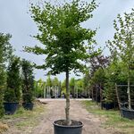 Beuk, Fagus Sylvatica, hoogstam, groenbladig, ca. 5 m hoog