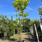 Trompetboom, Catalpa Bignoniodes, meerstammig, ca. 250-300 cm hoog