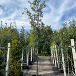 3x Steeneik, Quercus Ilex, hoogstam, wintergroen, ca. 3.5 m hoog