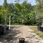 2x Kersenboom, Prunus ‘Kordia’, fruitgaardboom, vruchtdragend, ca. 2-2