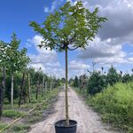 2x Witte moerbei, Morus ‘Fruitless’, dakvorm, ca. 220 cm stamhoogte
