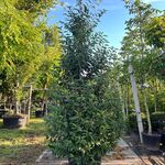 5x Portugese laurier, Prunus ‘Angustifolia’, haagplant, wintergroen, c