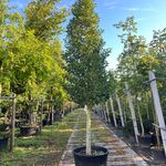 Portugese laurier, Prunus ‘Angustifolia’, solitair, wintergroen, ca. 3