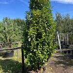 3x Laurierkers, Prunus ‘Genolia’, haagplant, wintergroen, ca. 300 cm h