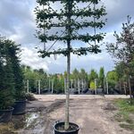 4x Winterlinde, Tilia Cordata, leiboom, ca. 200 cm stamhoogte