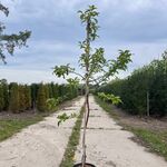 4x Sierappel, Malus ‘Red Sentinel’, bloesemboom, rode sierappeltjes, c