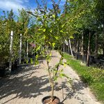 3x Vlinderstruik, Buddleja ‘Border Beauty’, sierheester, roze/paarse b