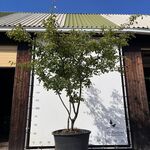 9x Krentenboompje, Amelanchier Lamarckii, meerstammig, witte bloesem,