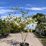 3x Sierstruik, Cercis Canadensis, E.a., sierheester, bloei/herfstverkl