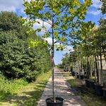 2x Plataan, Platanus Hispanica, leiboom, ca. 180 cm stamhoogte