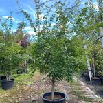 2x Japanse esdoorn, Acer Palmatum, meerstammig, rode herfstkleur, ca.