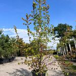 3x Sierstruik, Forsythia Intermedia, E.a., sierheester, bloei/herfstve