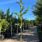 5x Japanse notenboom, Ginkgo Biloba, loofboom, gele herfstkleur, ca. 3