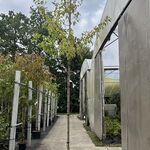 5x Pruimenboom, Prunus ‘Hauszwetsche’, fruitgaardboom, vruchtdragend,