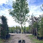 2x Amberboom, Liquidambar Styraciflua, hoogstam, herfstverkleuring, ca