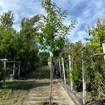 2x Tamme kastanje, Castanea Sativa, vruchtboom, vruchtdragend, ca. 3-3