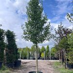 2x Sierpeer, Pyrus ‘Chanticleer’, bloesemboom, witte bloesem, ca. 5 m