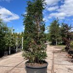 3x Venijnboom, Taxus Baccata, haagplant, wintergroen, ca. 300-350 cm h