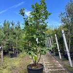 Hazelaar, Corylus ‘Tonda Romana’, meerstammig, ca. 200-250 cm hoog