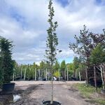 Moeraseik, Quercus Green Pillar, zuilboom, ca. 4-5 m hoog